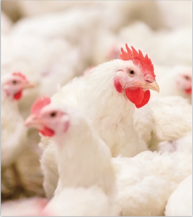 我国自主培育白羽肉鸡新品种产业化推广发布会于京召开