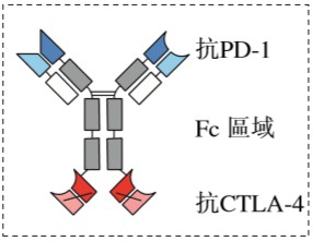 基于这些思考,康方生物团队设计了一款四聚体pd-1/ctla-4双特异性抗体