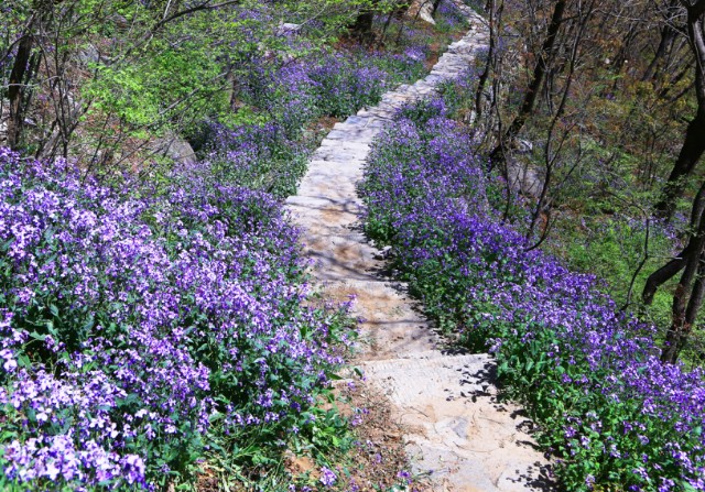 清明踏青王母山4月3日第二届山桃花节启幕徜徉十里花海