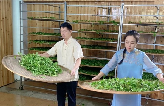 (图:张回春老师指导武夷岩茶摇青开筛)(图:张回春老师指导武夷岩茶摇