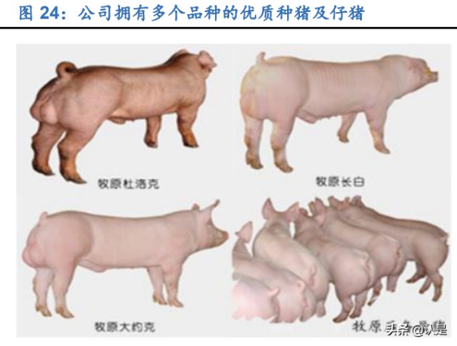 公司一直致力于高价值的种猪选育,现拥有牧原杜洛克,牧原长白,牧原