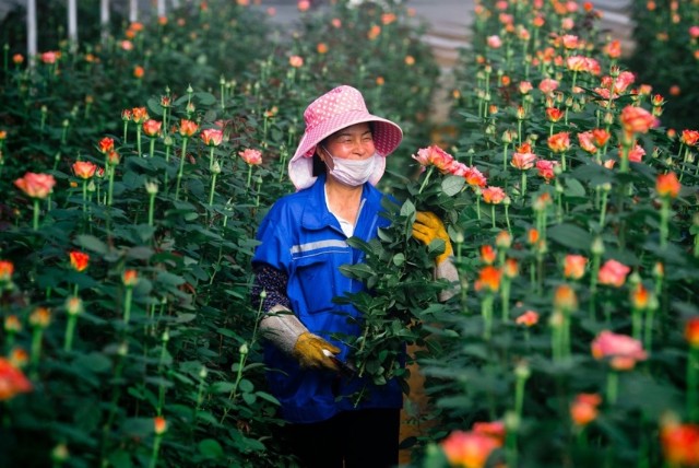 通稿配图/昆明晋宁区一位花农正在采摘玫瑰.