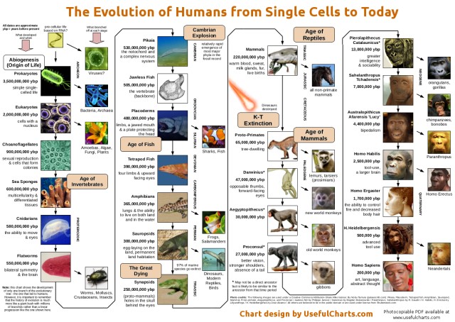 从单细胞生物进化到人