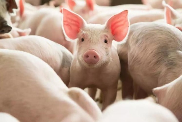 猪肉价格连涨多周出栏量仍充裕专家供需趋向基本平衡