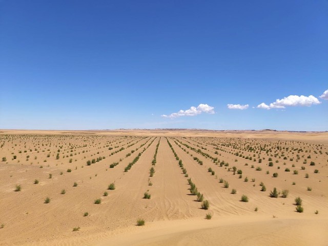容声做到了买冰箱种植的梭梭树已经在阿拉善变成小森林