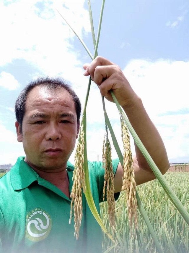 开镰何登骥老家种田湖南道县国稻种芯517功能苦瓜稻成熟