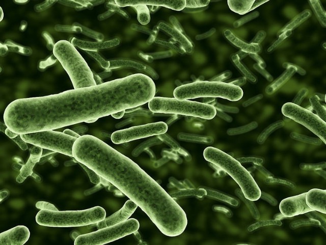 农业微生物蓬勃发展潜力品种芽孢杆菌深度解析