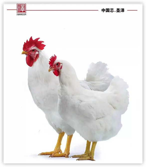 逆流而上:圣农发展销售端状况持续向好_财富号_东方财富网