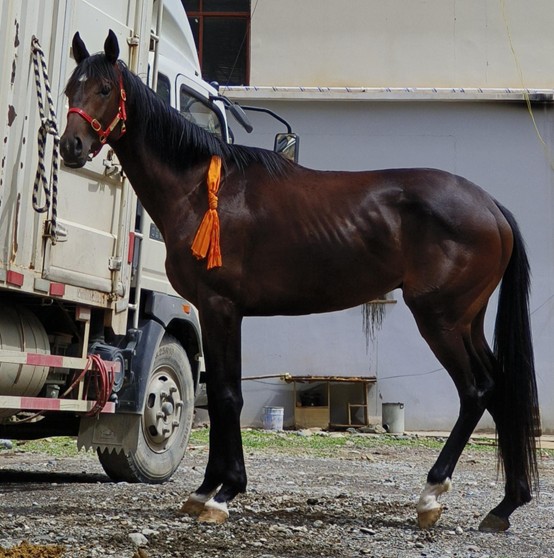 价值28万纯血马在比赛后"走失",你了解马术运动吗?