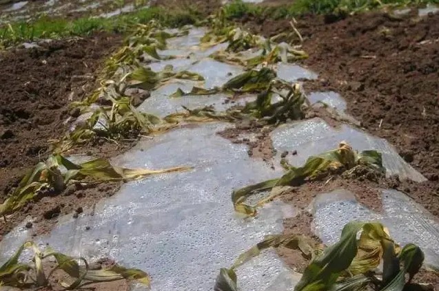 农技天地作物烧苗怎么办如何预防补救烧苗