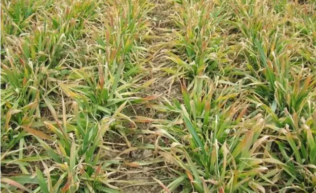 农技天地作物烧苗怎么办如何预防补救烧苗