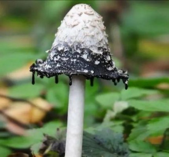 长相奇特却是可食用的菌类,还滴落黑色液体 网友:以为要变异