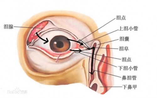 泪腺窝位置图图片
