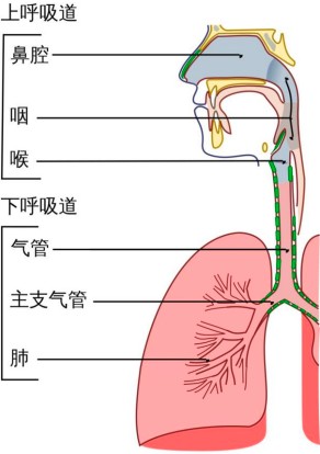 人体呼吸示意图图片