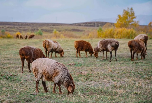 阿勒泰大尾羊毫无疑问是绵羊中最接近"游牧民族"的;它们毛发微卷,四肢