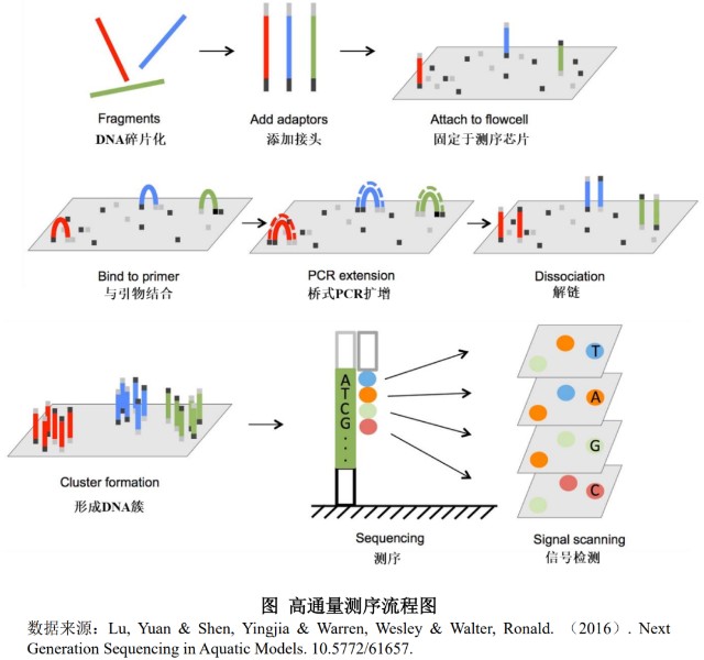 基因芯片原理图片