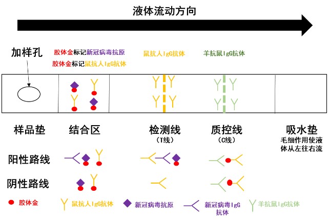 【行业百科】抗原试剂盒是什么原理?