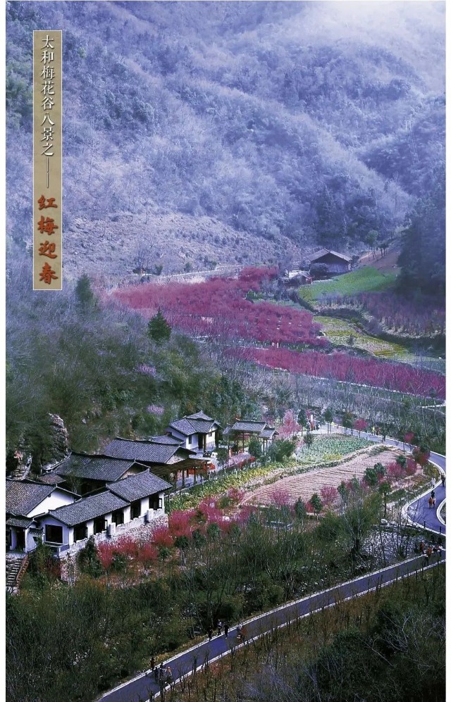 会员单位丨竹山县太和梅花谷森林康养基地遇见梅香康养太和