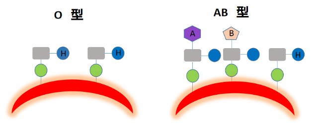 拥有 a,b 血型的等位基因,a 抗原或 b 抗原都无法合成,在一般的 abo
