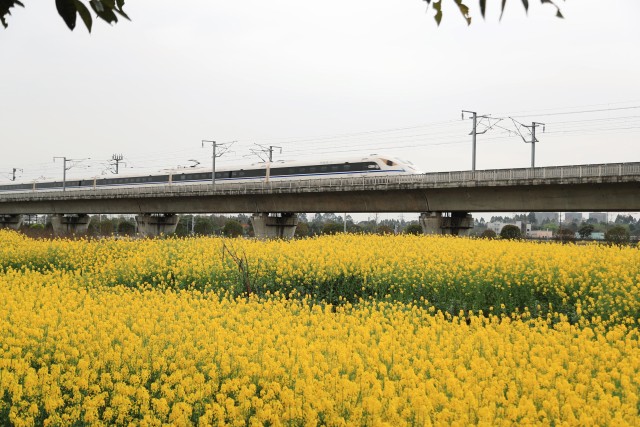 双流区新籍黄路油菜花图片