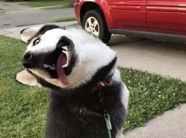 飞机杯舒服吗：二次元最爱————邻家猫娘杯