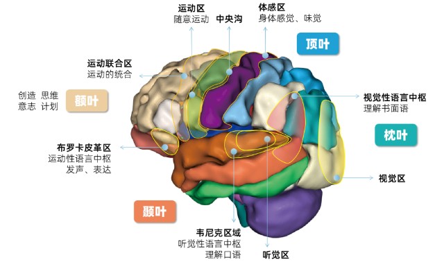 大脑分区及其功能图片