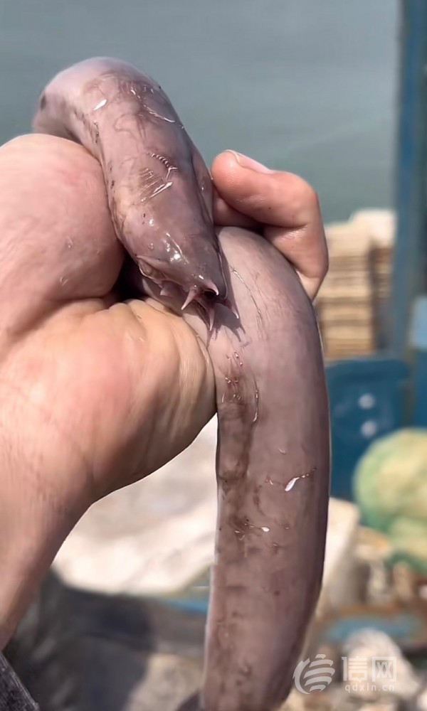 市民在沙子口附近海域捕获的盲鳗(来源:受访者)信网4月21日讯(记者 谷