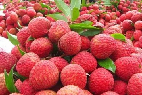 新平荔枝春天的第一口鲜甜