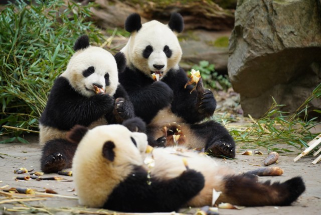 五一火热来袭成都熊猫经济成热点熊猫主题酒店订单猛增逾3倍