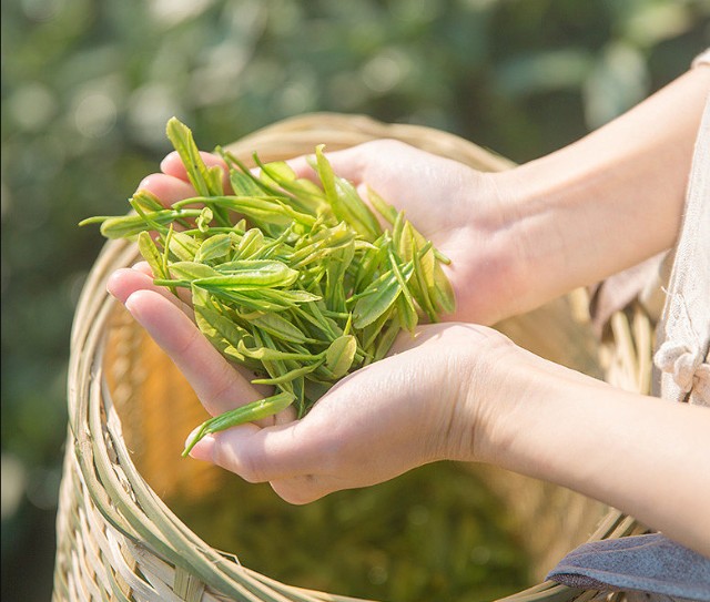 安吉白茶营养功效作用分类这么细