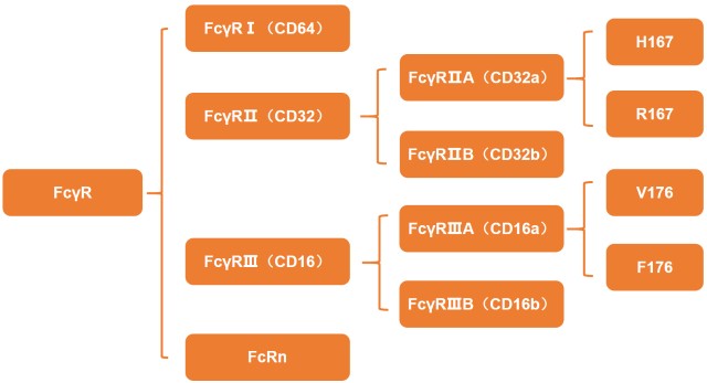 聚焦生化分析 | 抗体Fc受体亲和力分析_财富号_东方财富网