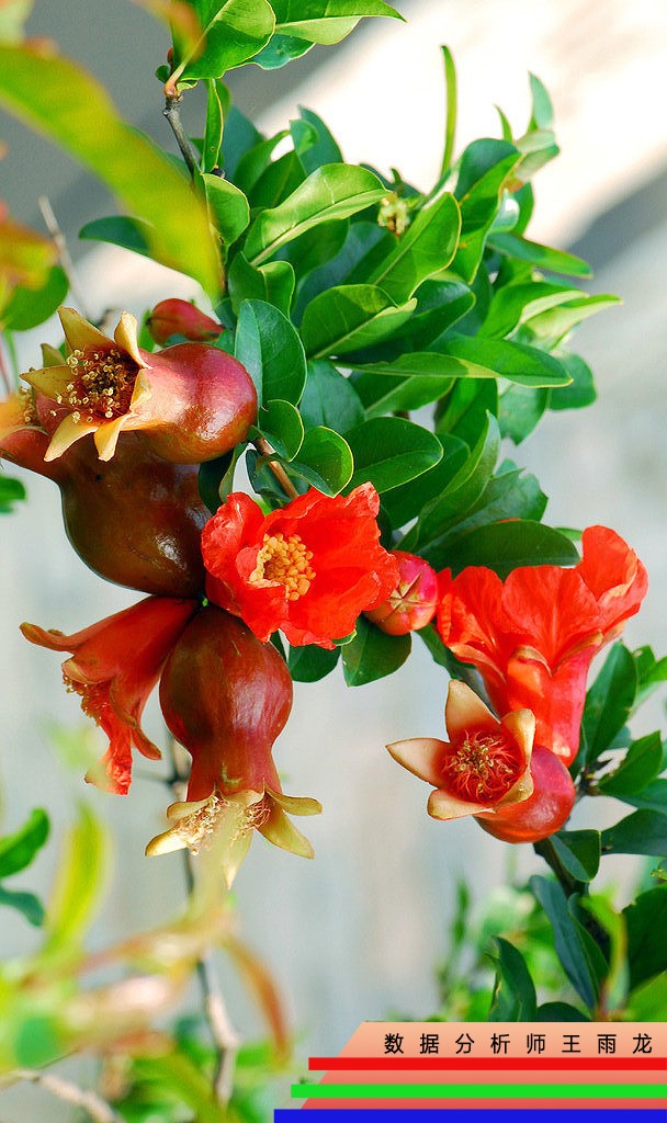 石榴花花语中成熟的美丽,富贵,子孙满堂有什么其他寓意?