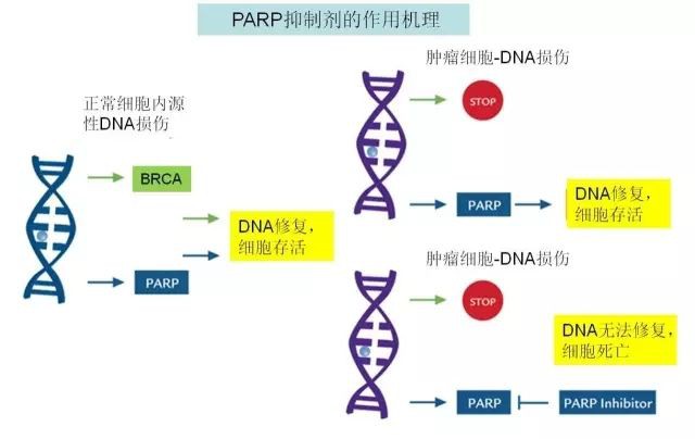 图1 parp抑制剂作用机理