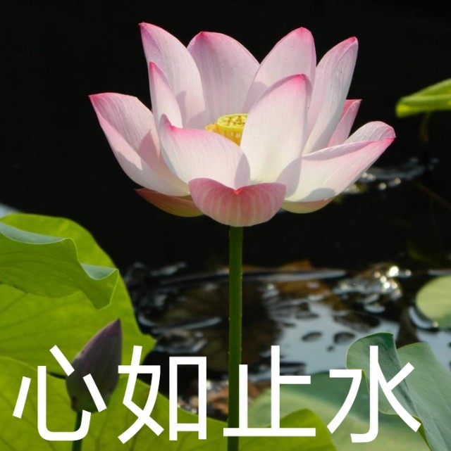 心如止水,不以涨喜,不以跌悲.