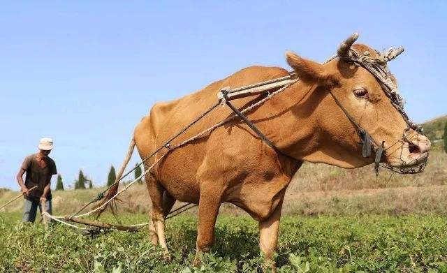 上证指数一头任劳任怨的老黄牛