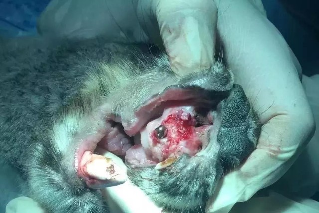 袋鼠都用上种植牙了你还在谈牙色变吗