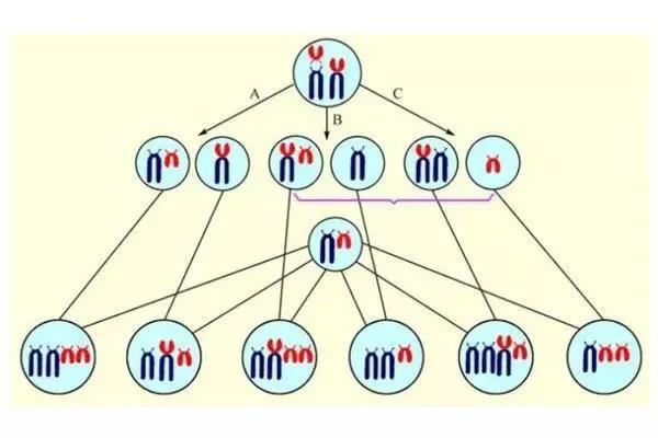 数目异常,结构异常(如染色体片段发生缺失,重复,相互易位,罗伯逊易位