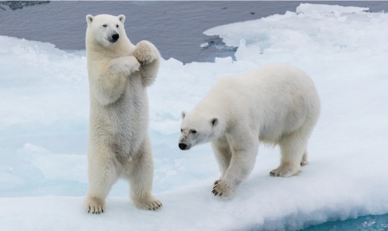 全球变暖或另北极熊在2100年灭绝被冰冻的潘多拉盒子正在被打开 财富号 东方财富网