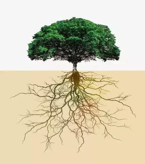 大树的树冠就是利益,根则是得到利益的根基.