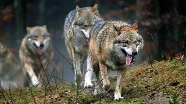 探好了路,头狼要做的可就是带着狼群开路了.