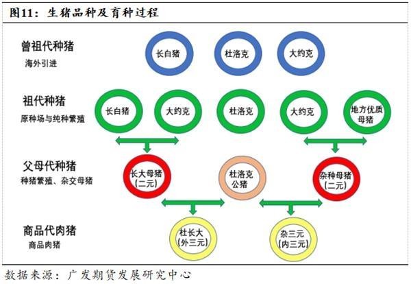 接着通过纯种母猪和公猪杂交生产父母代二元种猪,在国内种猪市