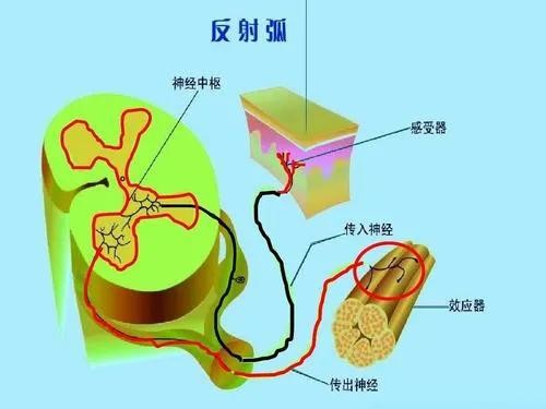 脊髓自主反射图片