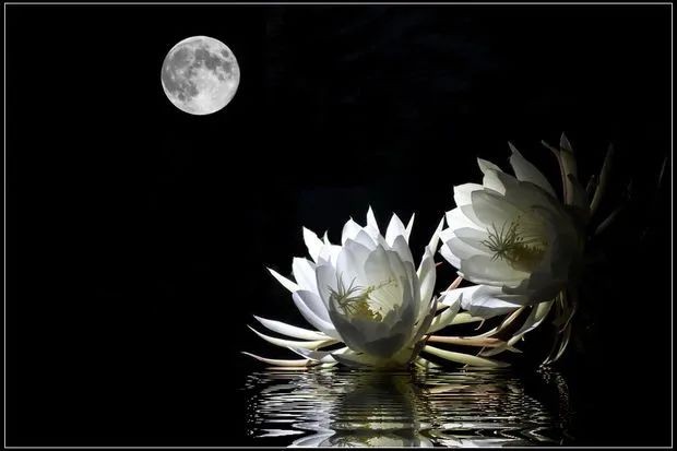 花未全开月未圆.