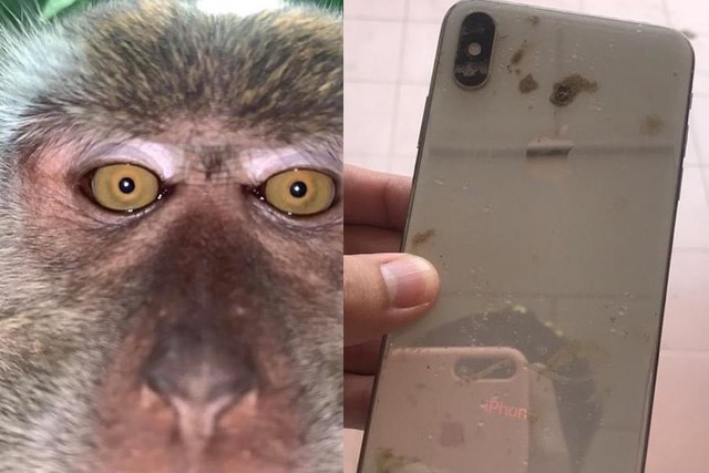 猴子偷手机后竟疯狂自拍失主找回手机后的照片更搞笑