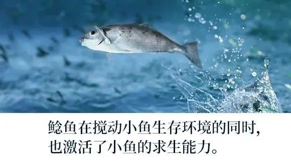 鲇鱼变鲨鱼!特斯拉又一次举起价格屠刀……_财富号_东方财富网
