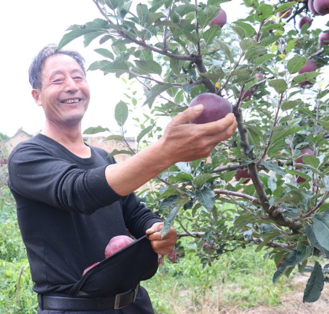 国庆节也是"丰收节",甘肃59岁大爷淘宝直播7天卖掉5000斤苹果