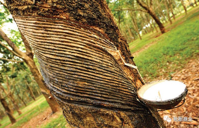 印度尼西亚是世界上胡椒和金鸡纳的最大产地,橡胶产量也仅次于