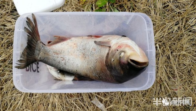 一條花鰱六七斤,白沙河畔市民撒網逮大魚