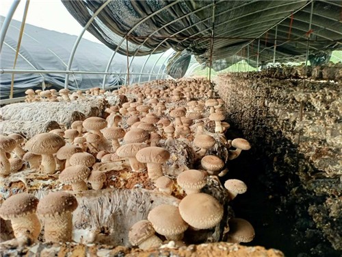 "村里现在已经建成了多个香菇种植大棚,经核算,平均每棚香菇一茬有3