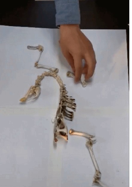 施施然地吃完鸡再施施然把骨头拼成始祖鸟模型这不是传说